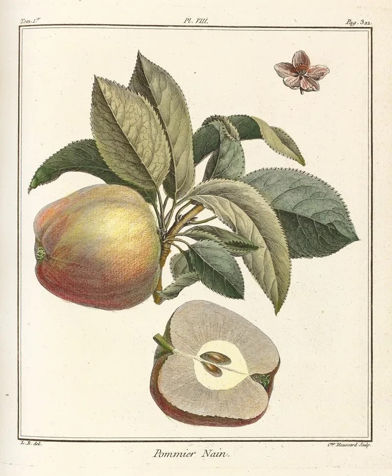 Traite Des Arbres Fruitiers Pl 49 Wall Art by Henri-Louis Duhamel du Monceau - High-Resolution Digital Print