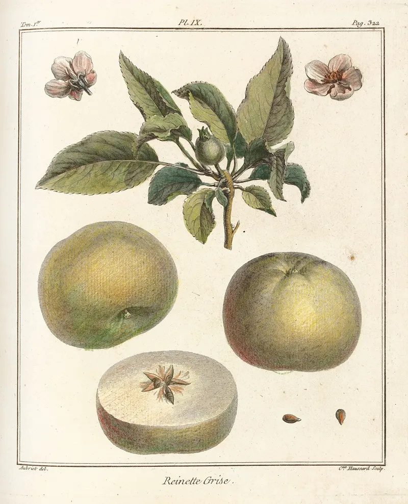 Traite Des Arbres Fruitiers Pl 50 Wall Art by Henri-Louis Duhamel du Monceau - High-Resolution Digital Print