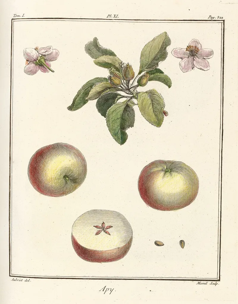 Traite Des Arbres Fruitiers Pl 52 Wall Art by Henri-Louis Duhamel du Monceau - High-Resolution Digital Print