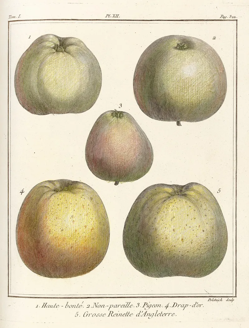 Traite Des Arbres Fruitiers Pl 53 Wall Art by Henri-Louis Duhamel du Monceau - High-Resolution Digital Print