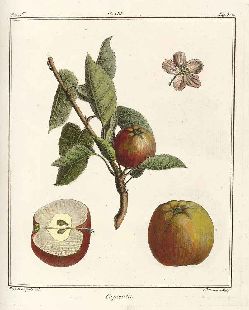 Traite Des Arbres Fruitiers Pl 54 Wall Art by Henri-Louis Duhamel du Monceau - High-Resolution Digital Print