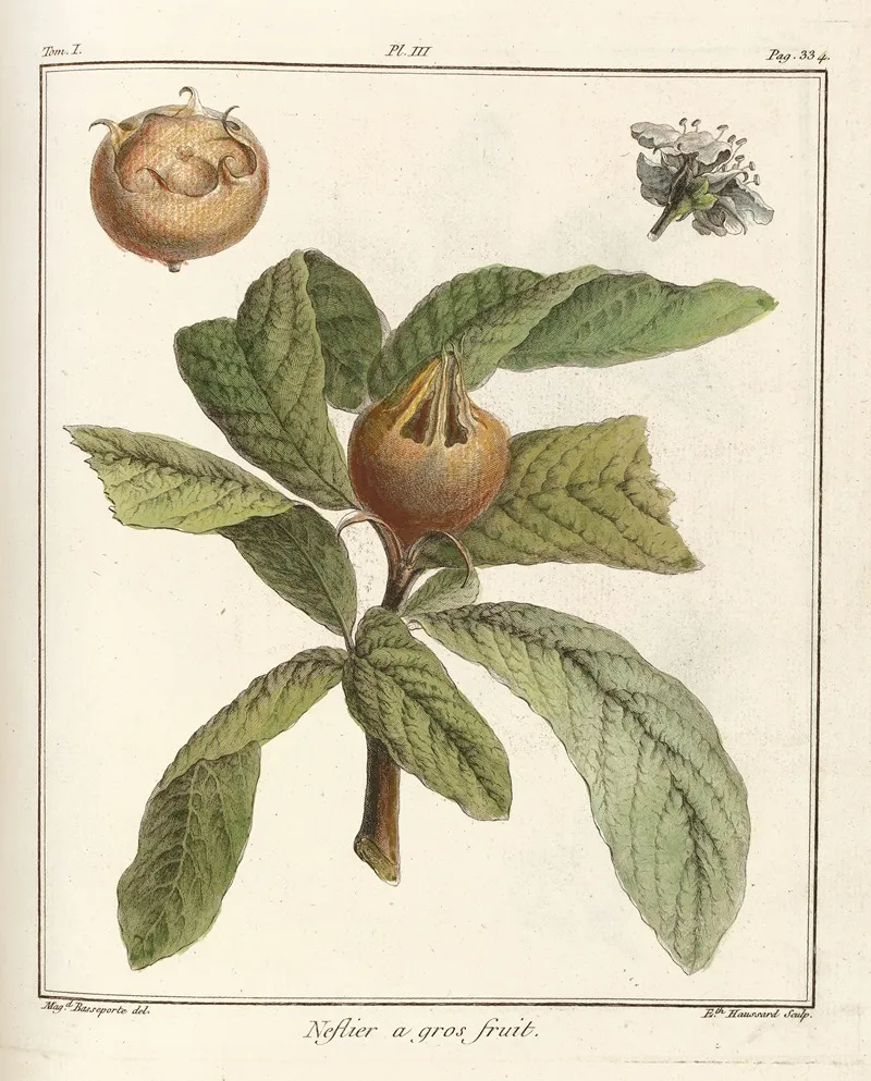 Traite Des Arbres Fruitiers Pl 58 Wall Art by Henri-Louis Duhamel du Monceau - High-Resolution Digital Print