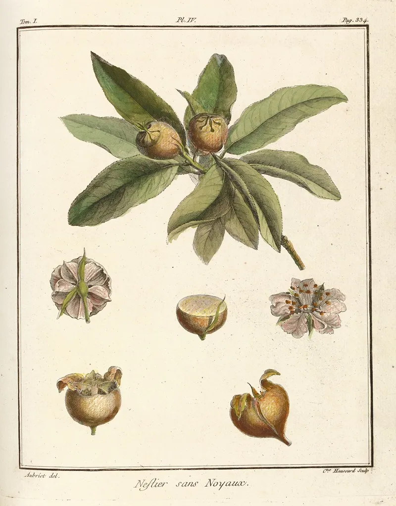 Traite Des Arbres Fruitiers Pl 59 Wall Art by Henri-Louis Duhamel du Monceau - High-Resolution Digital Print