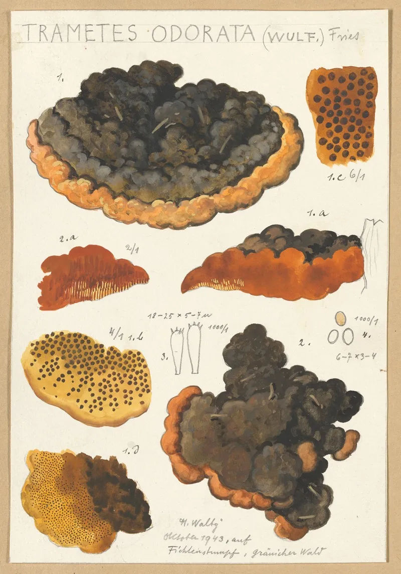 Trametes Odorata Wulf Fries Wall Art by Hans Walty - High-Resolution Digital Print