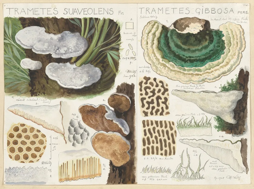 Trametes Suaveolens Wall Art by Hans Walty - High-Resolution Digital Print