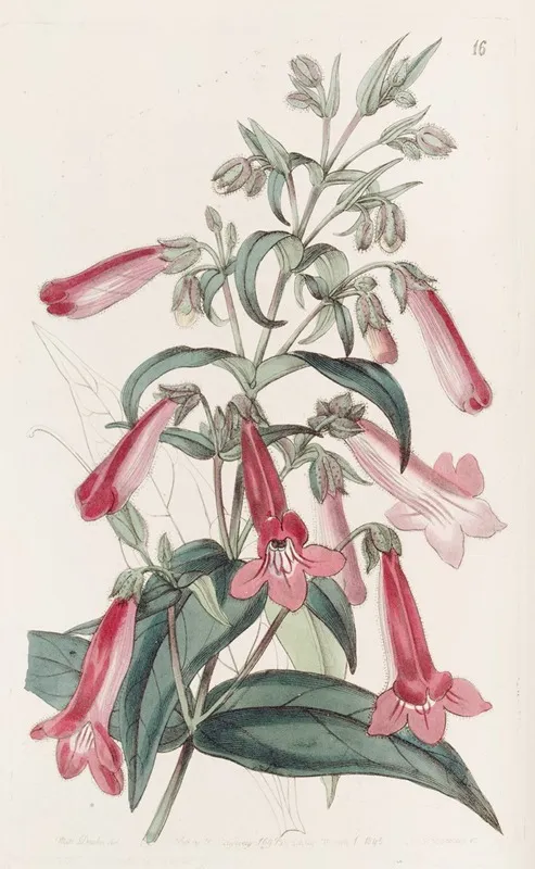 Transparent Gentian Like Pentstemon Wall Art by Sydenham Edwards - High-Resolution Digital Print