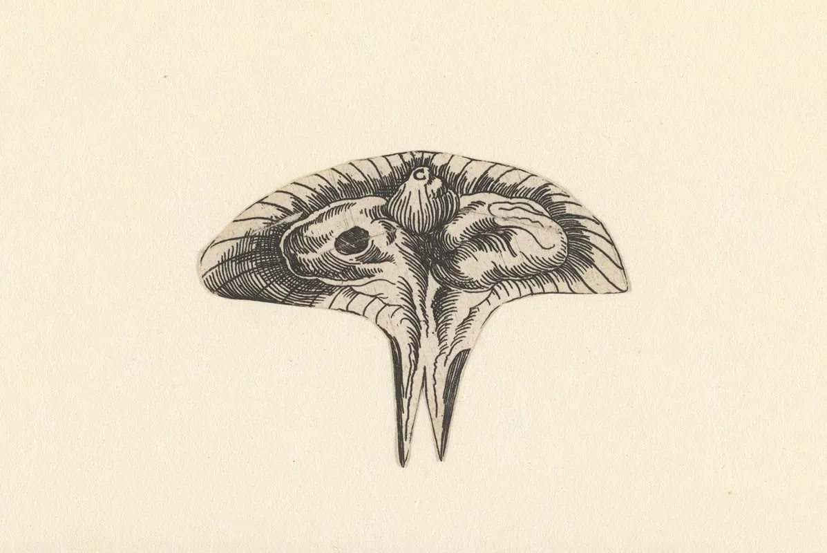 Transverse Section Of Uterus