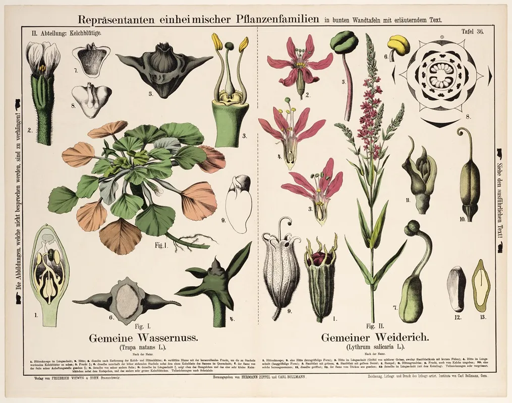 Trapa Natans Lythrum Salicaria Waternoot Kattenstaart Wall Art by Hermann Zippel - High-Resolution Digital Print