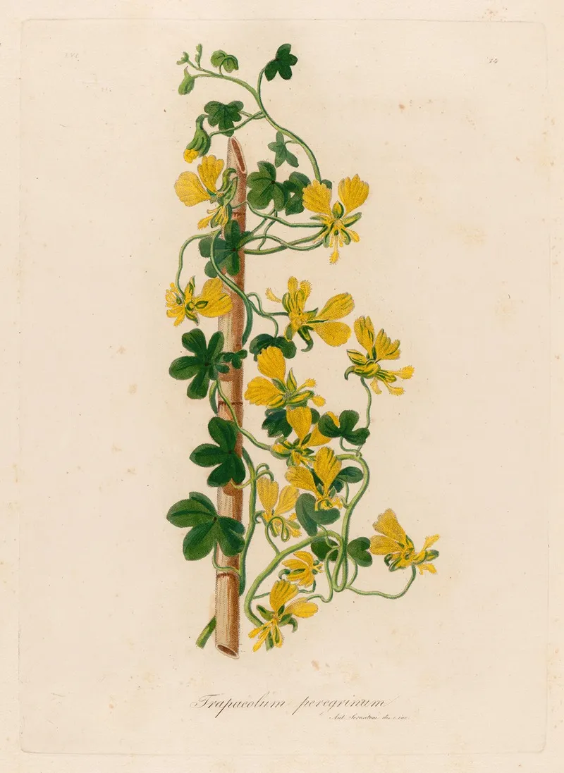 Trapaeolum Peregrinum Wall Art by Gaetano Savi - High-Resolution Digital Print