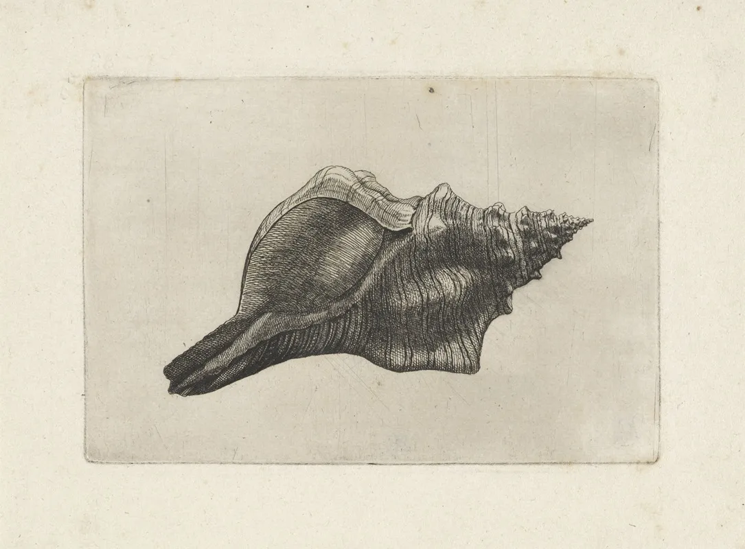 Trapezium Horse Conch Pleuroploca Trapezium