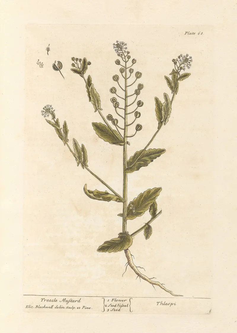 Treacle Mustard Wall Art by Elizabeth Blackwell - High-Resolution Digital Print