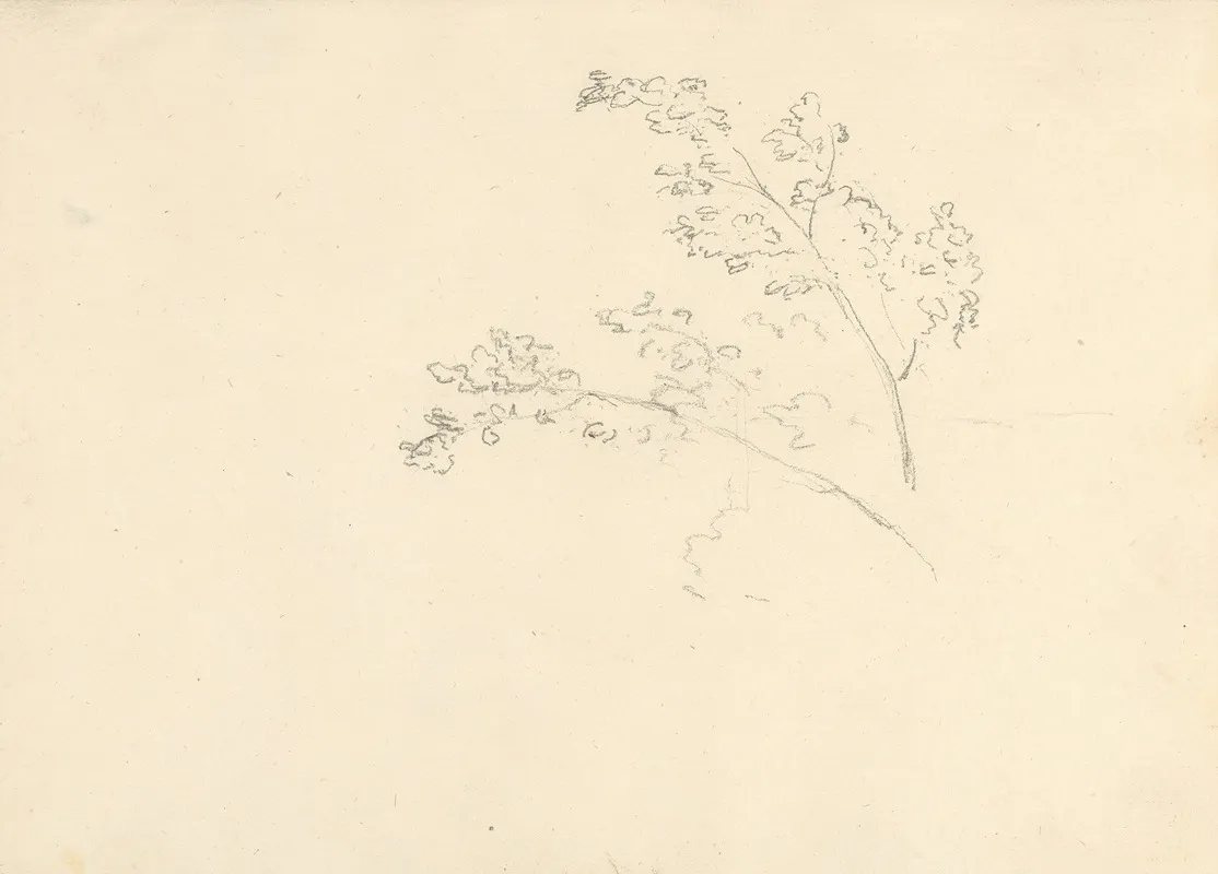 Tree Branches