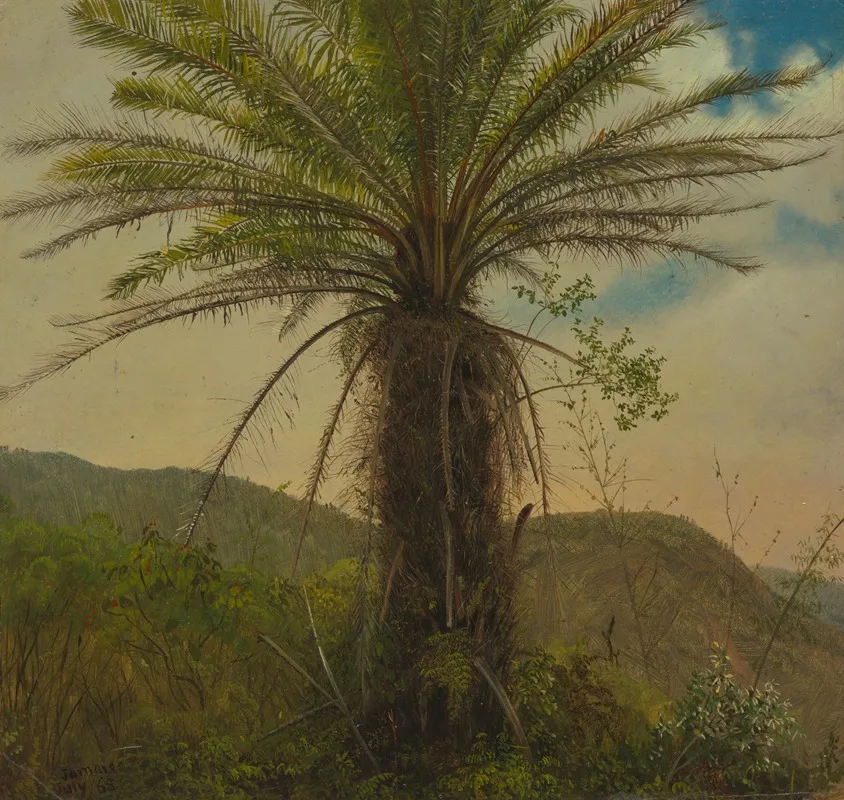 Tree Fern Jamaica