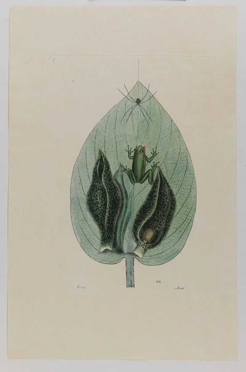 Tree Frog Wall Art by Mark Catesby - High-Resolution Digital Print