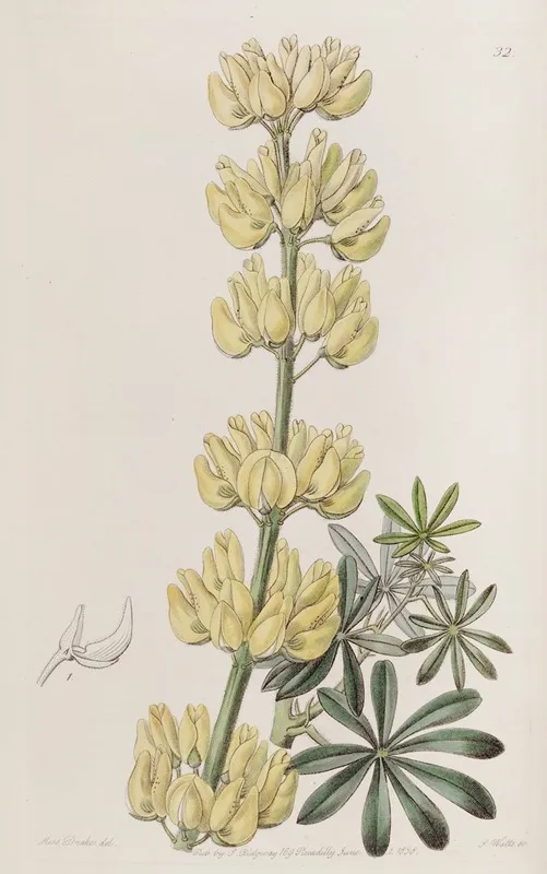 Tree Lupine Wall Art by Sydenham Edwards - High-Resolution Digital Print