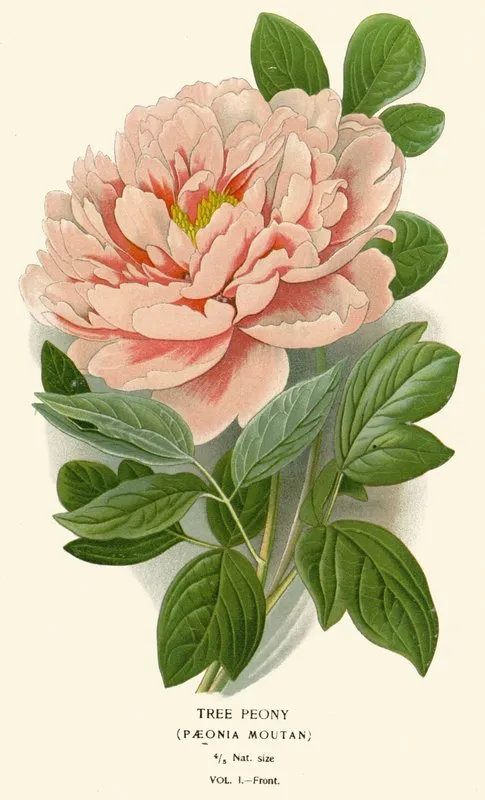 Tree Peony Wall Art by Edward Step - High-Resolution Digital Print