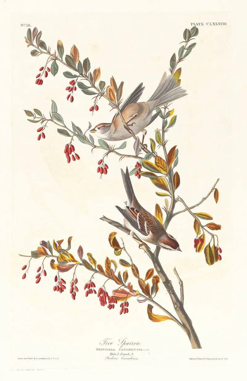 Tree Sparrow Wall Art by John James Audubon - High-Resolution Digital Print