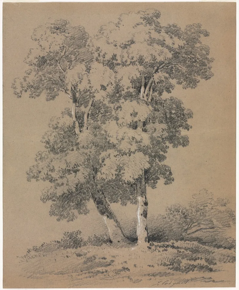 Tree Study 17