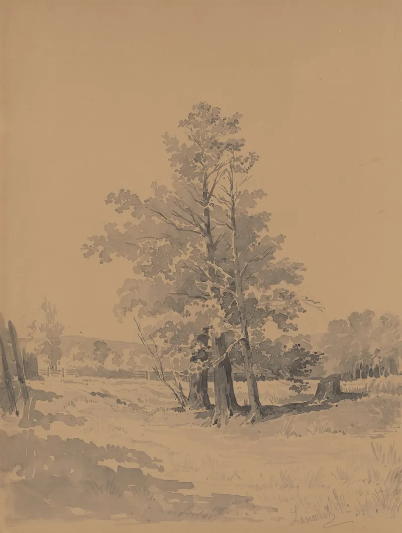 Trees At The Edge Of The Forest 2