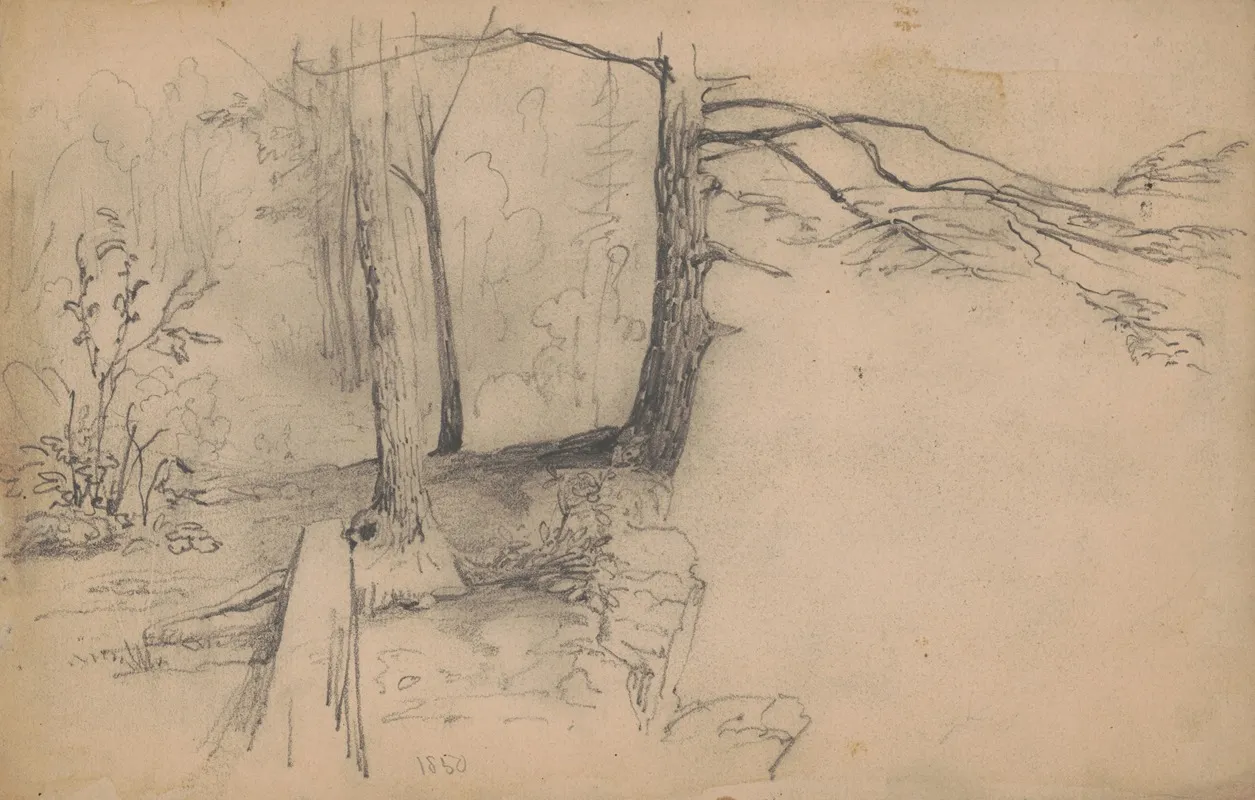 Trees Near A Precipice