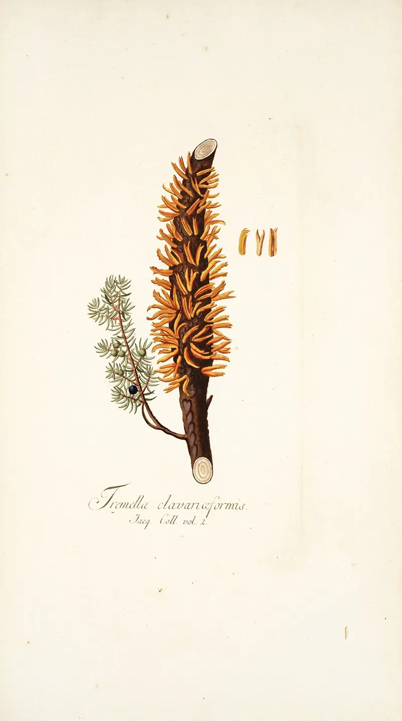 Tremella Clavariaeformis Wall Art by Nikolaus Joseph Freiherr von Jacquin - High-Resolution Digital Print
