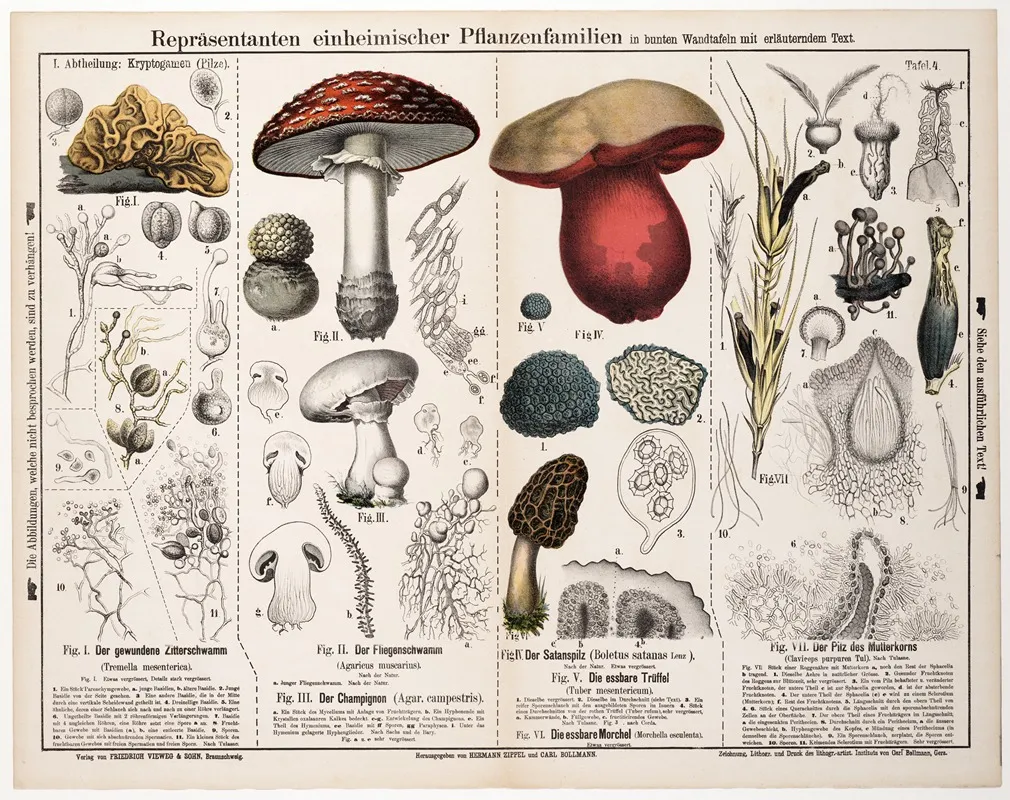 Tremella Mesenterica Agaricus Muscarius Agaricus Campestris Boletus Satanas Tuber Mesentericum Morchella Esculenta Claviceps Purpurea Wall Art by Hermann Zippel - High-Resolution Digital Print