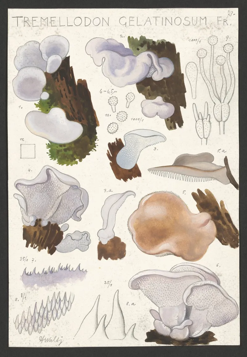 Tremellodon Gelatinosum Fr Wall Art by Hans Walty - High-Resolution Digital Print