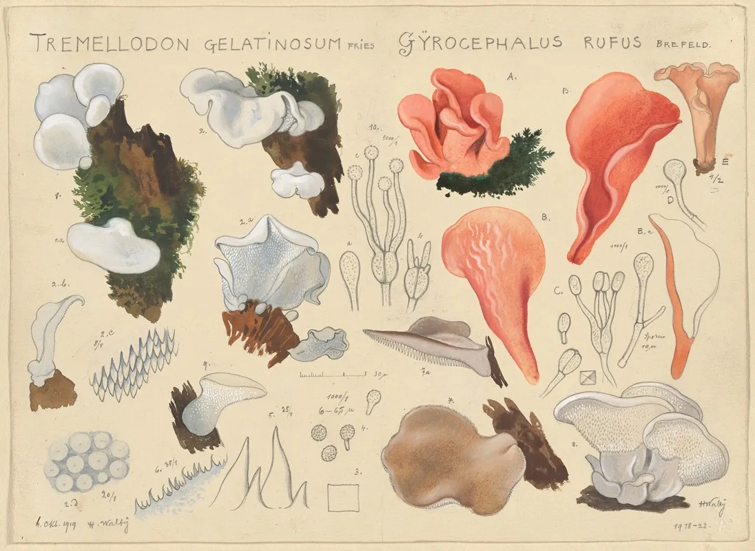 Tremellodon Gelatinosum Fries Und Gyrocephalus Rufus Brefeld Wall Art by Hans Walty - High-Resolution Digital Print