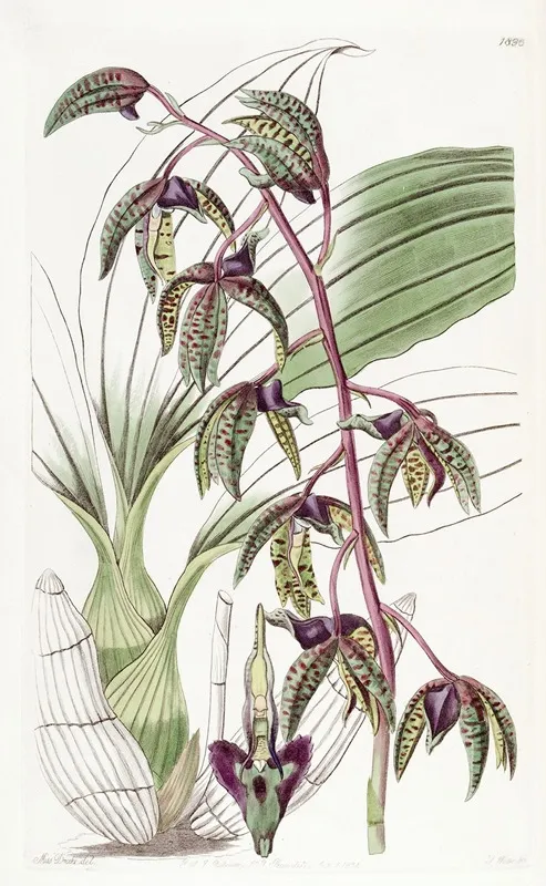 Triangular Lipped Flywort Wall Art by Sydenham Edwards - High-Resolution Digital Print