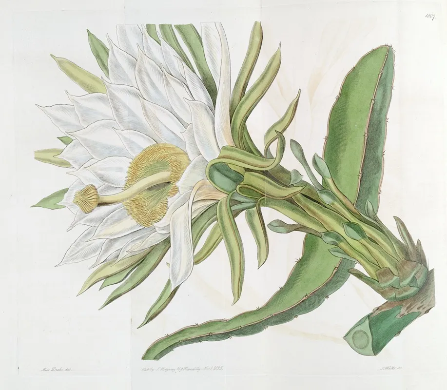 Triangular Torch Thistle Wall Art by Sydenham Edwards - High-Resolution Digital Print