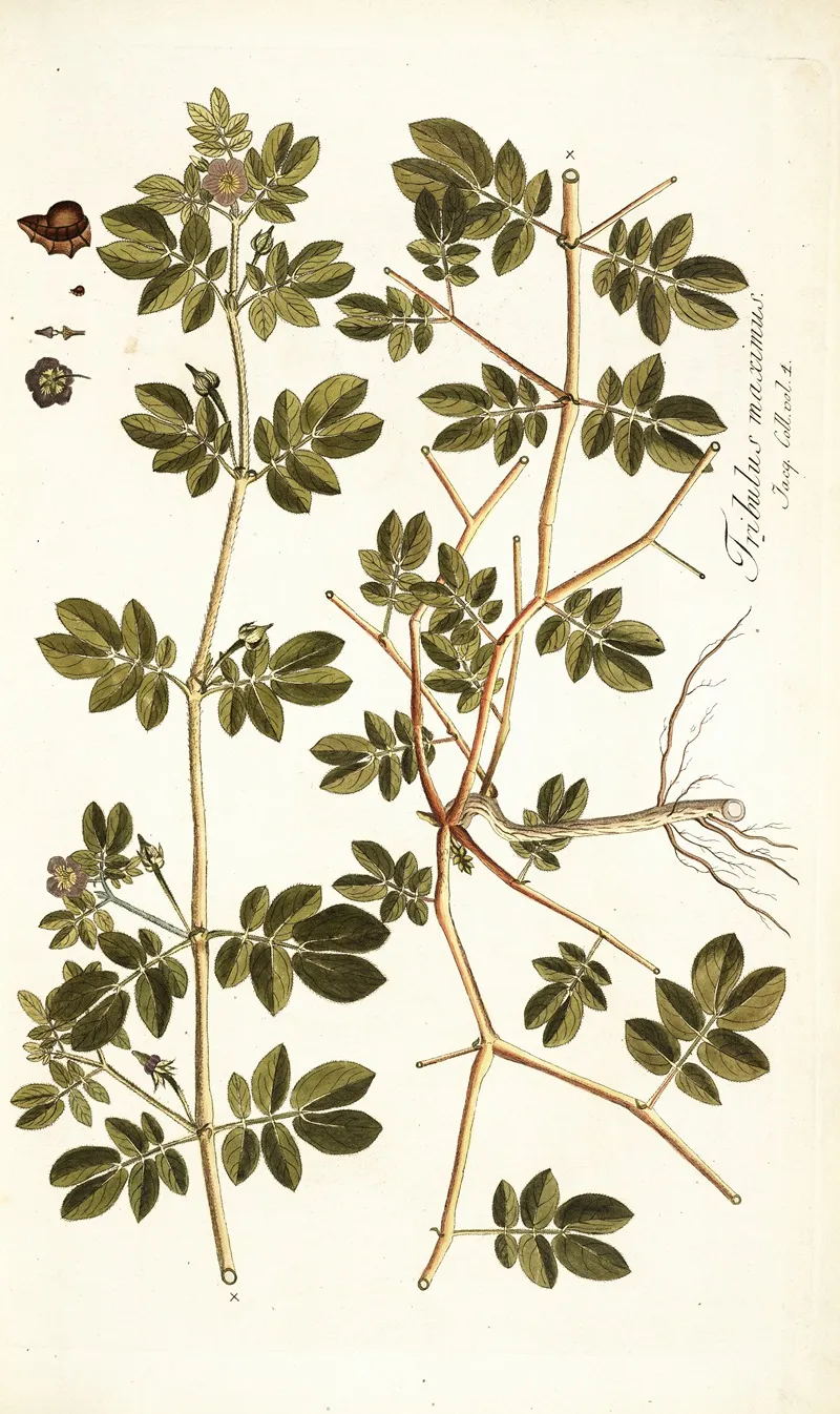 Tribulus Maximus Wall Art by Nikolaus Joseph Freiherr von Jacquin - High-Resolution Digital Print