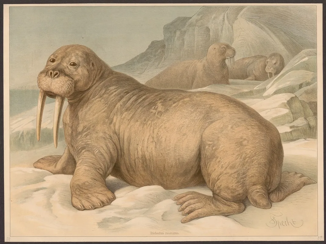 Trichechus Rosmarus Wall Art by Friedrich Specht - High-Resolution Digital Print