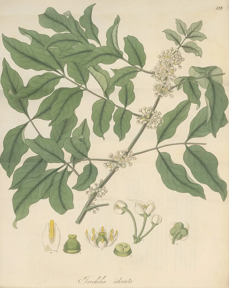 Trichilia Odorata Wall Art by William Jackson Hooker - High-Resolution Digital Print
