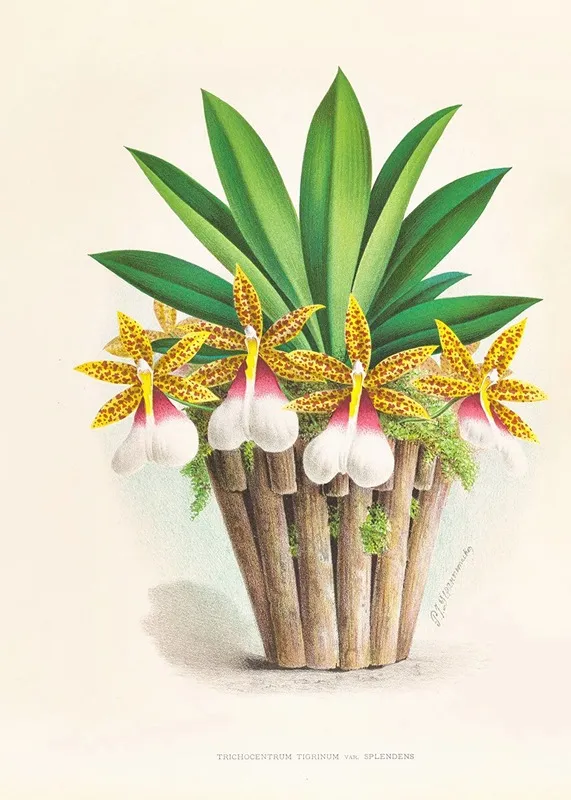 Trichocentrum Tigrinum Wall Art by Jean Jules Linden - High-Resolution Digital Print