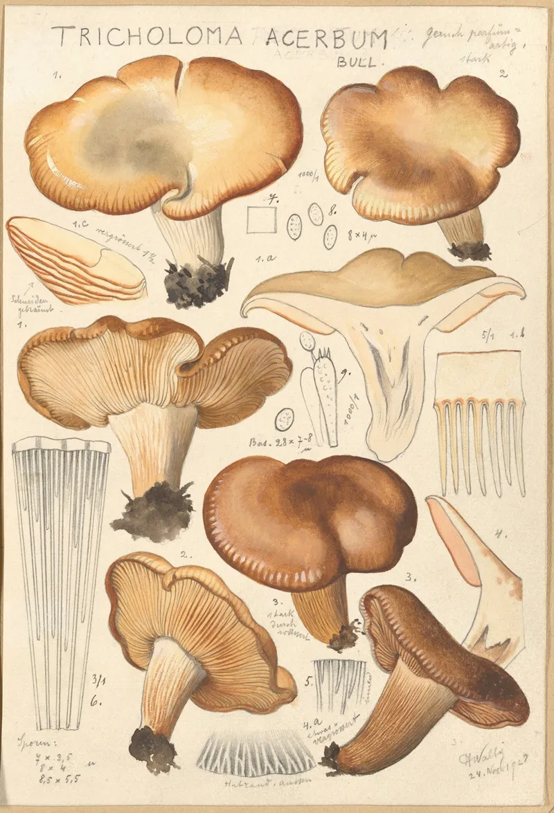 Tricholoma Acerbum Wall Art by Hans Walty - High-Resolution Digital Print