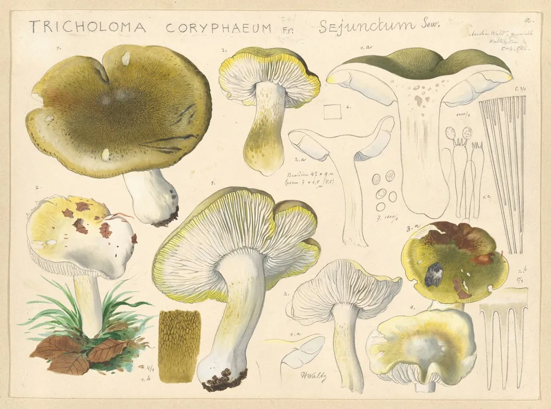 Tricholoma Coryphaeum Fr Sejunctum Sow Wall Art by Hans Walty - High-Resolution Digital Print