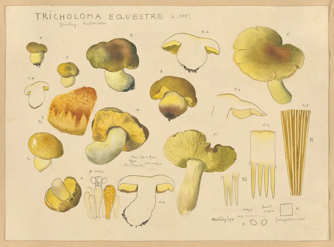 Tricholoma Equestre L 1735 Wall Art by Hans Walty - High-Resolution Digital Print