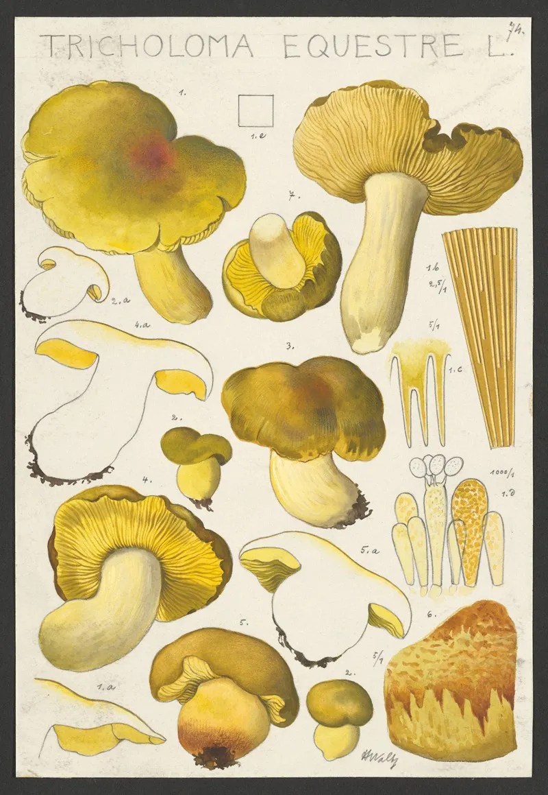Tricholoma Equestre L Wall Art by Hans Walty - High-Resolution Digital Print