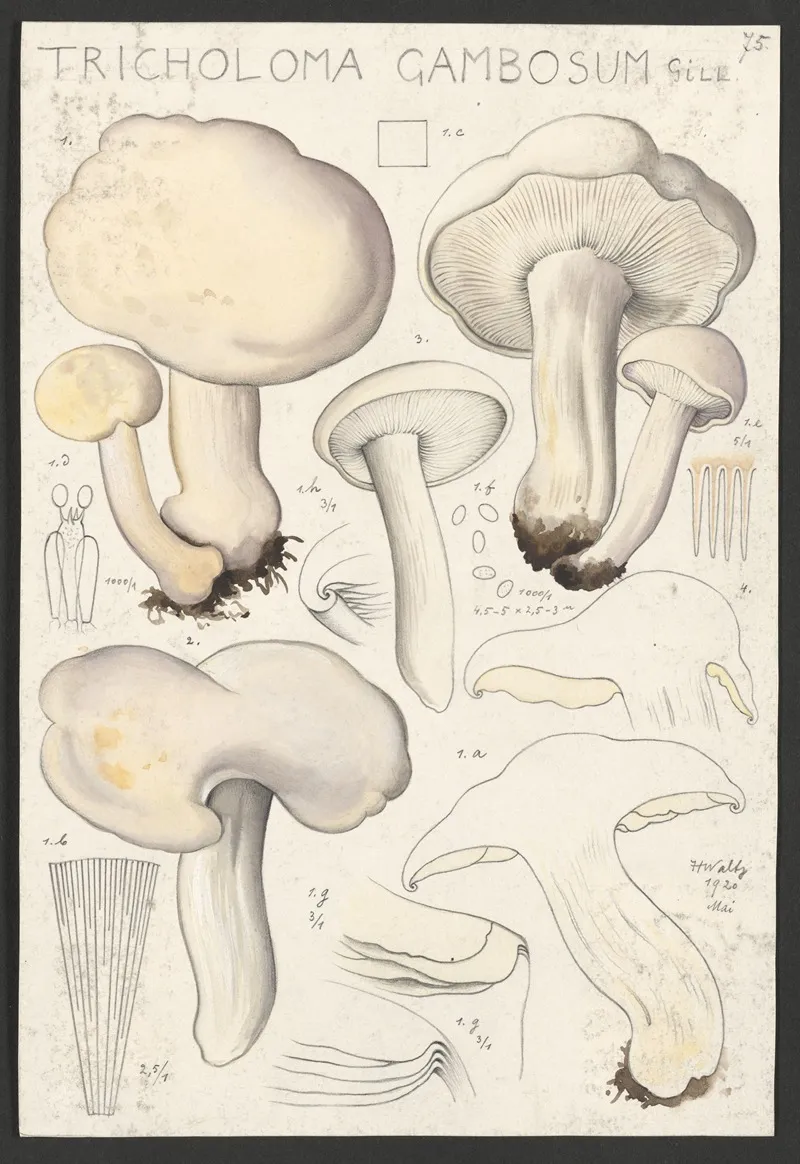 Tricholoma Gambosum Gill Wall Art by Hans Walty - High-Resolution Digital Print