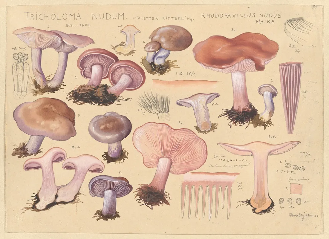 Tricholoma Nudum Bull 1789 Rhodopaxillus Nudus Maire Wall Art by Hans Walty - High-Resolution Digital Print