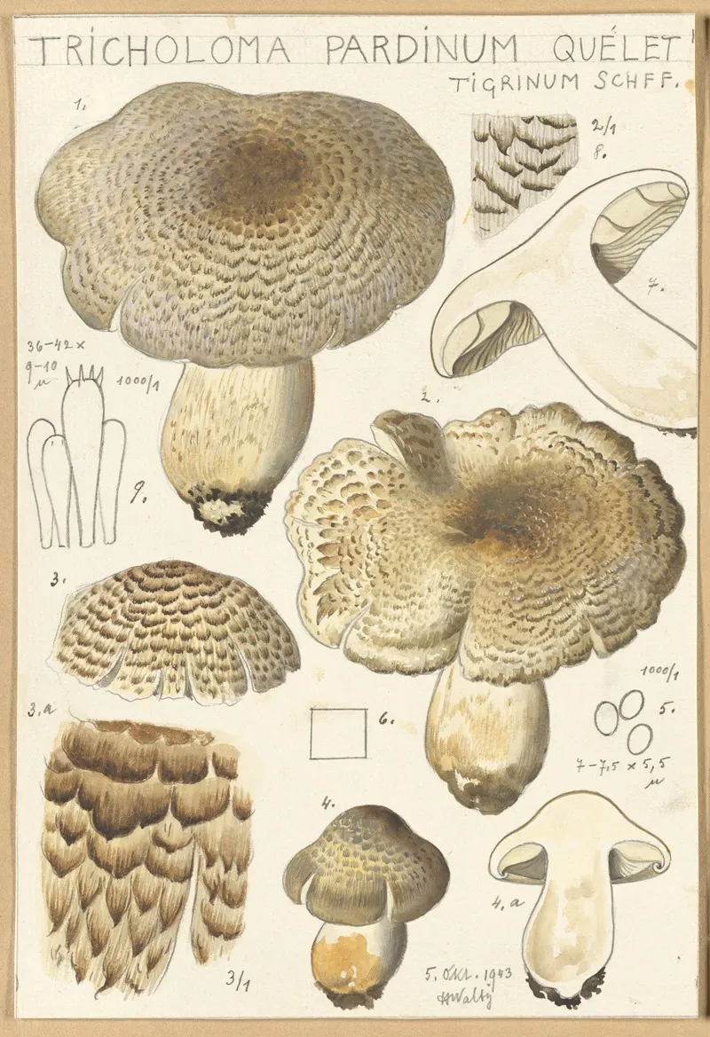 Tricholoma Pardinum Quelet Wall Art by Hans Walty - High-Resolution Digital Print
