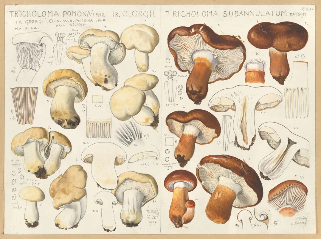 Tricholoma Pomona Tricholoma Subannulatum Wall Art by Hans Walty - High-Resolution Digital Print