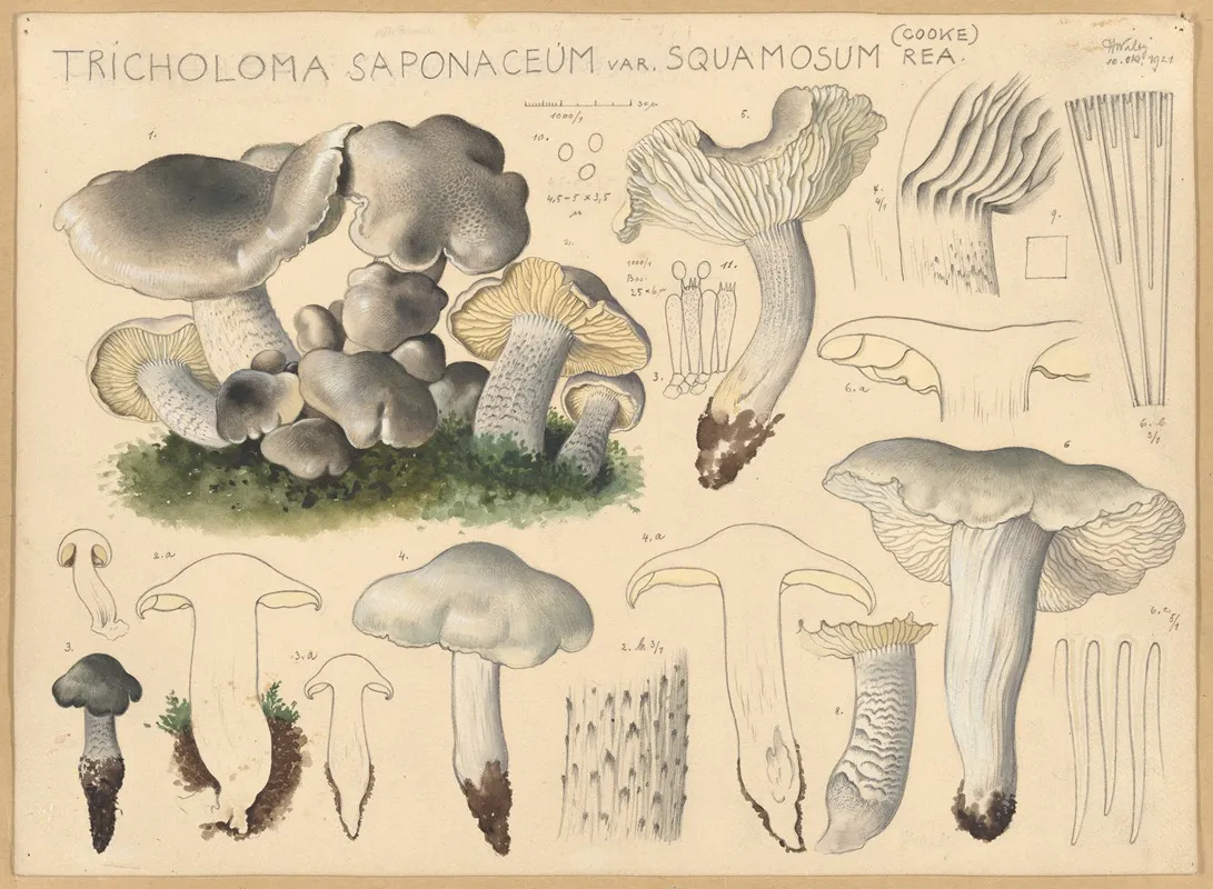 Tricholoma Saponaceum Var Squamosum Rea Cooke Wall Art by Hans Walty - High-Resolution Digital Print