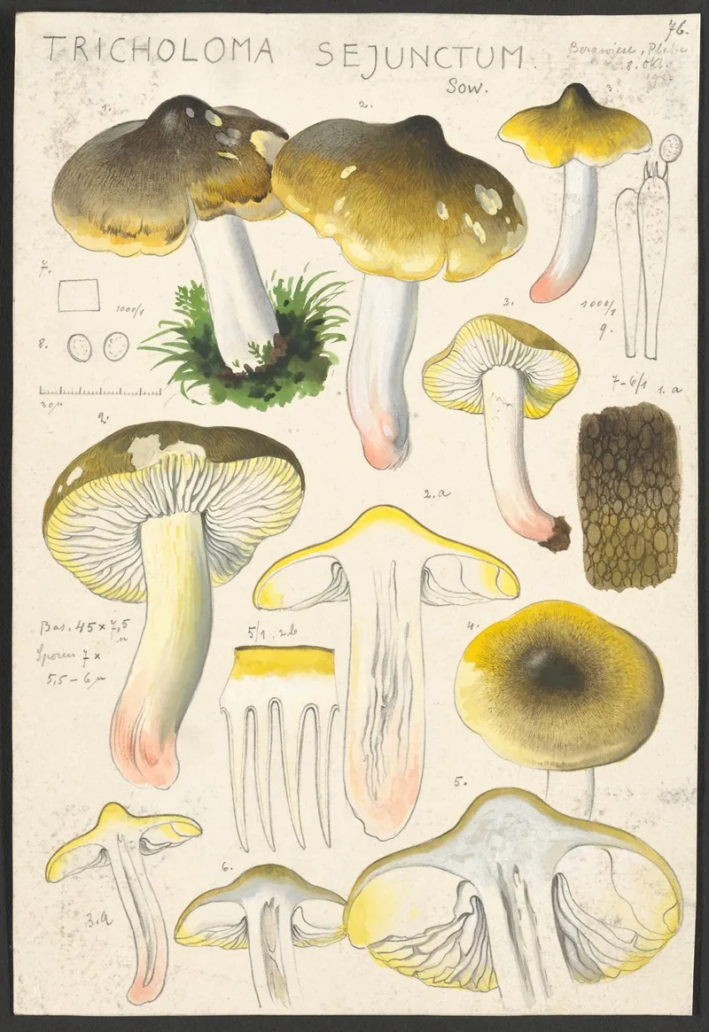 Tricholoma Sejunctum Sow Wall Art by Hans Walty - High-Resolution Digital Print