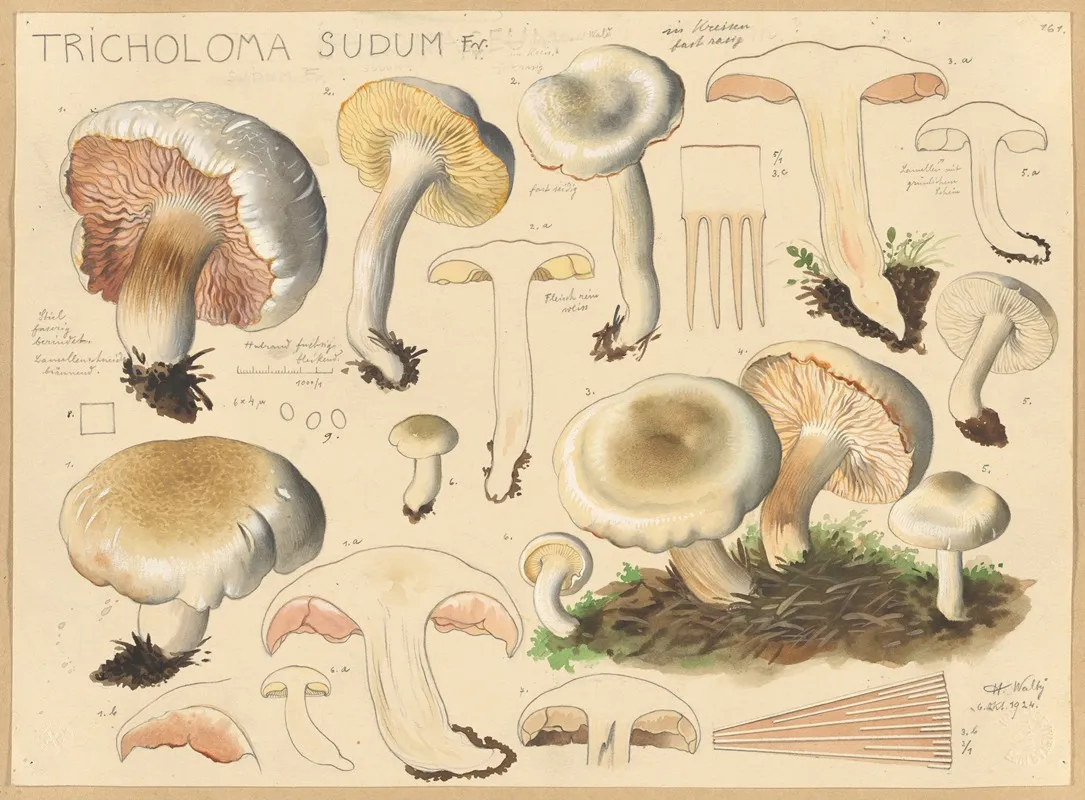 Tricholoma Sudum Fr Wall Art by Hans Walty - High-Resolution Digital Print