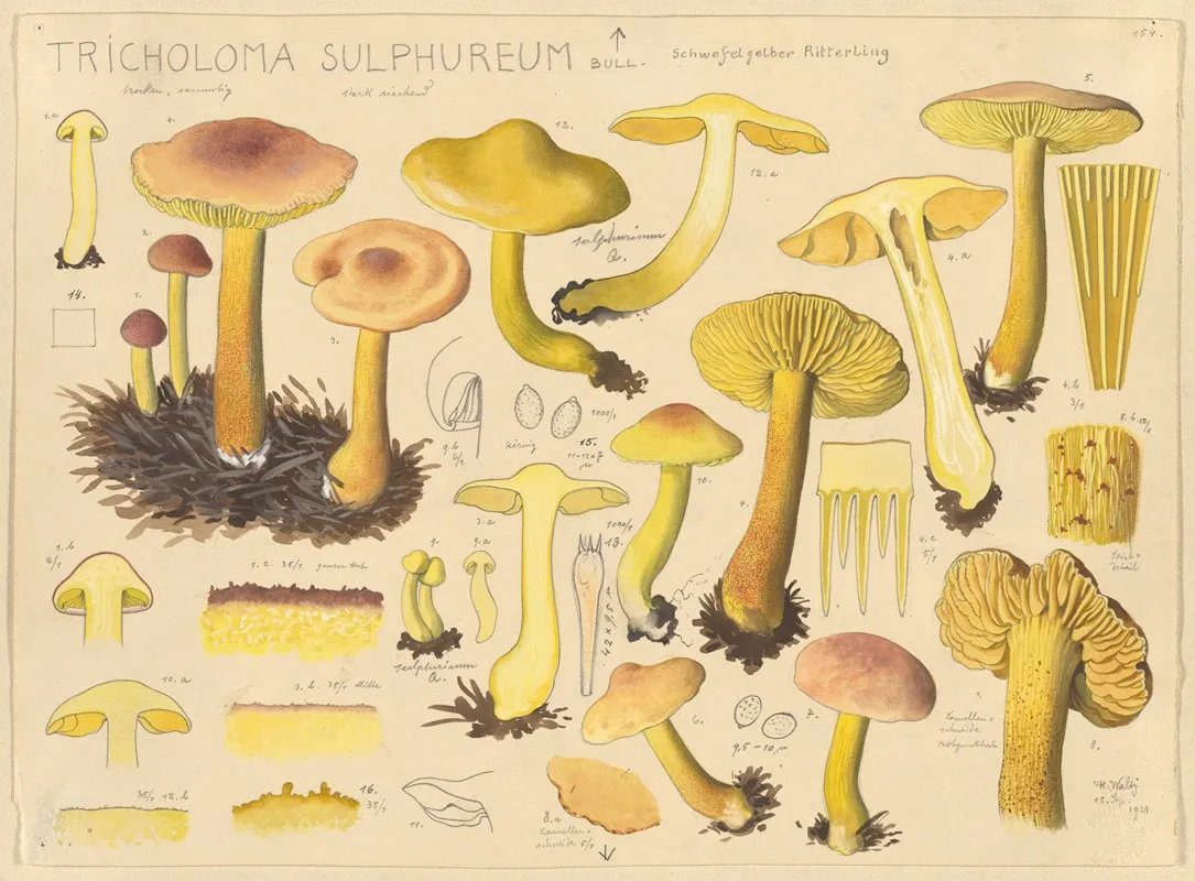 Tricholoma Sulphureum Bull Wall Art by Hans Walty - High-Resolution Digital Print