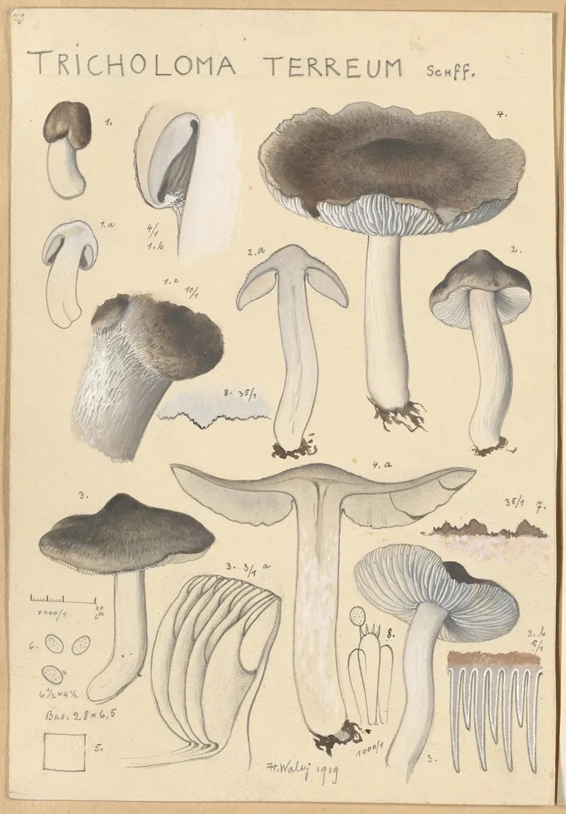 Tricholoma Terreum Wall Art by Hans Walty - High-Resolution Digital Print