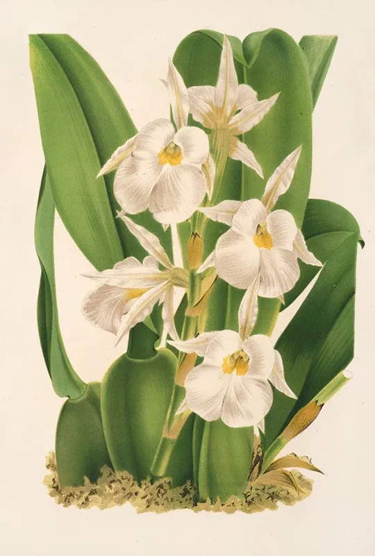 Trichopilia Fragrans Nobilis Wall Art by Charles Antoine Lemaire - High-Resolution Digital Print