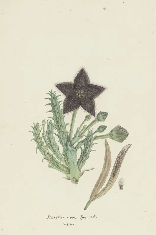Tridentea Gemmiflora Masson Haw Stapelia Gemmiflora Wall Art by Robert Jacob Gordon - High-Resolution Digital Print