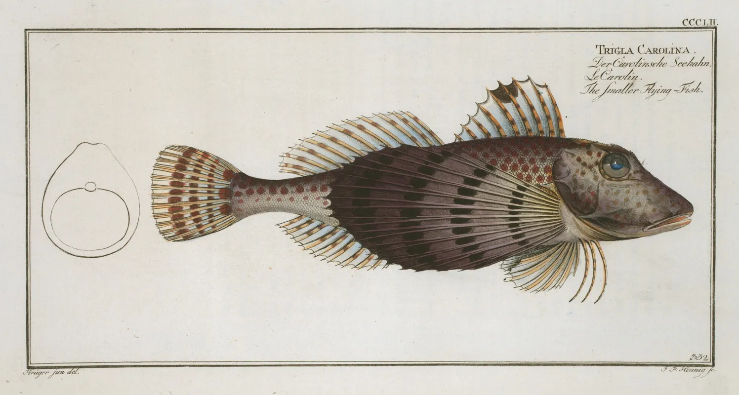 Trigla Carolina The Smaller Flying Fish Wall Art by Marcus Elieser Bloch - High-Resolution Digital Print